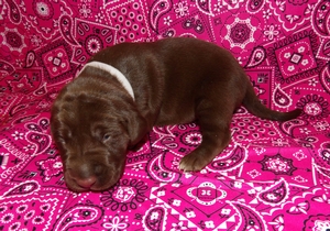 Chocolate And White Female