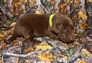 Chocolate Male with White Mark On Chest 