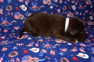 Chcolate Male with White on Chest