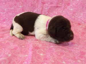 Chocolate and White Spotted  Female 