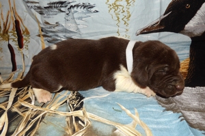 Chocolate and White Male