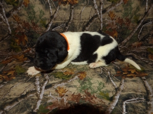 Black and White Spotted Male