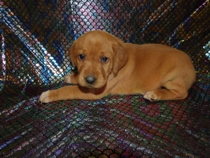 Red Female with White Toes 