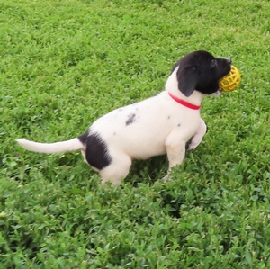 Black and White Spotted Male