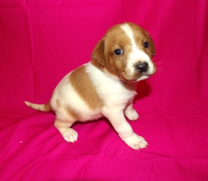 Red and White Spotted Female