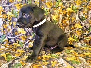 Black Male