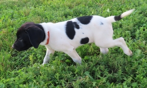 Black and White Spotted Male